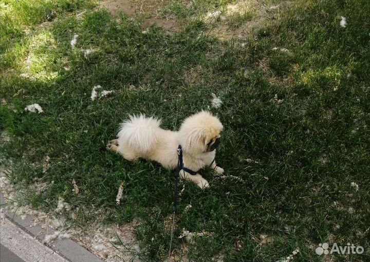 Вязка Пекинес