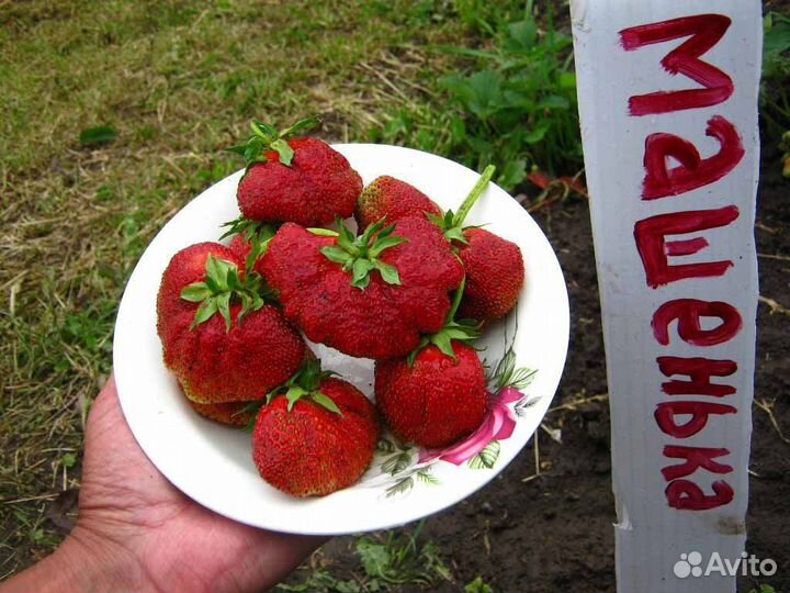 Рассада клубники
