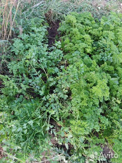 Петрушка свежая