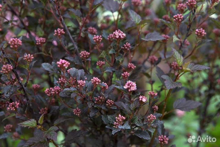 Пузыреплодник