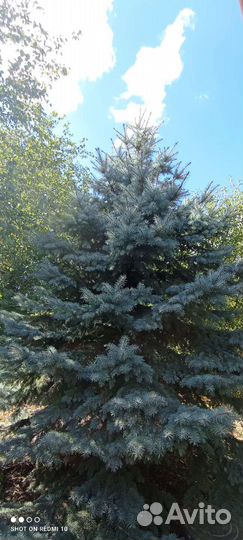 Ель голубая