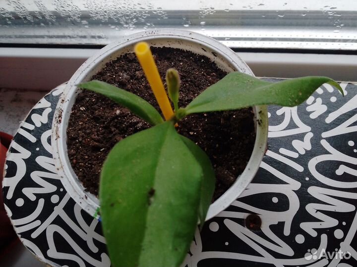 Эсхинантус жар птица