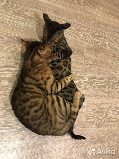 Бенгальский кот вязка