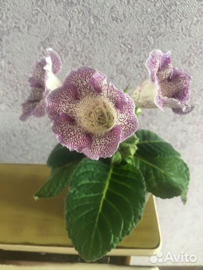 Глоксиния цветущая