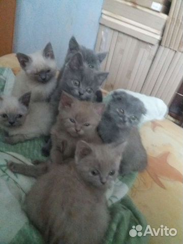 Котята британские 3 месяца