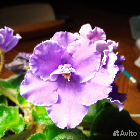 Сортовые фиалки цветут