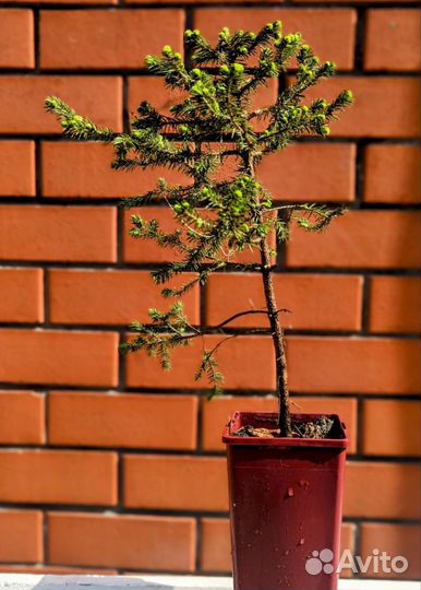 Ель аянская