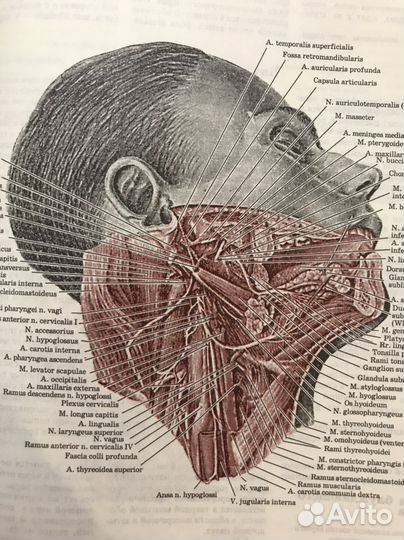 Атлас Анатомии Воробьев