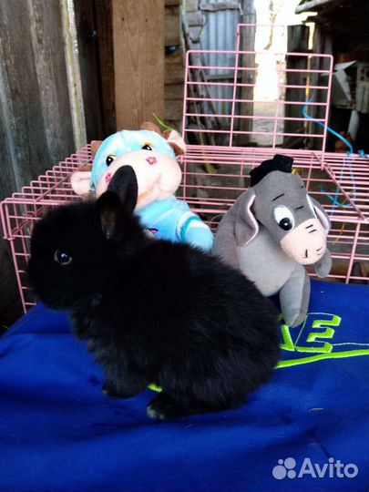 Декоративные кролики