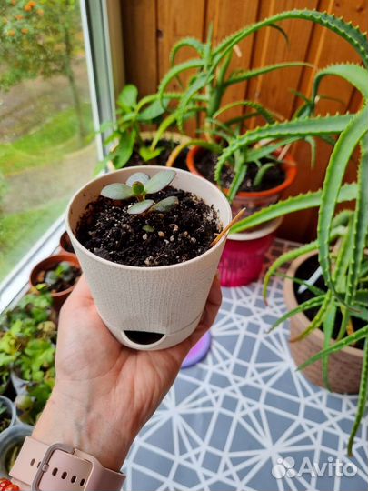 Большой алое, толстянка, декабристы, фуксия