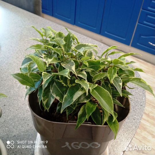 Фикус Бенджамина вариегатный