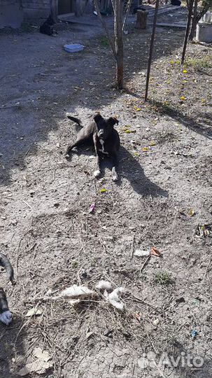 Собака стерилизованная