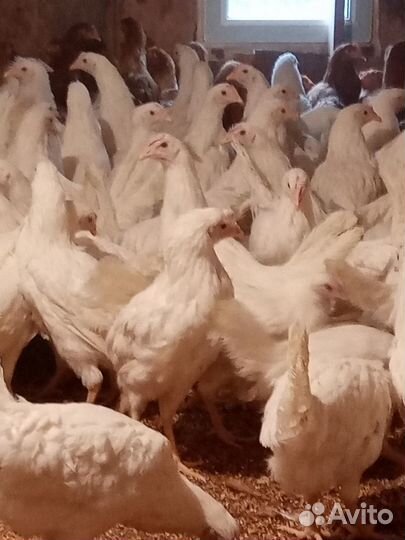 Курочки молодки Декалб, Хайсекс уайт