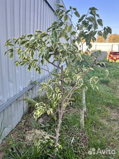 Фикус бенджамина бесплатно