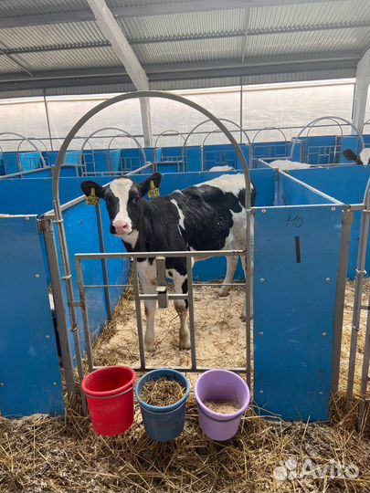 Бокс для телят