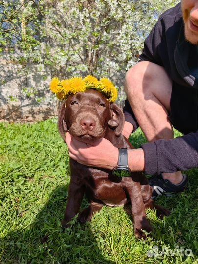 Лабрадор щенок
