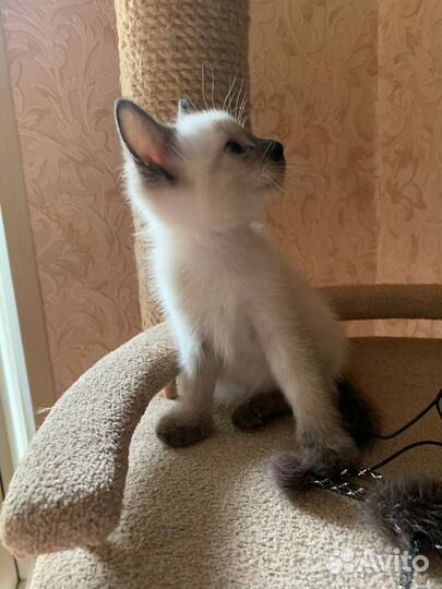 Котёнок 01.08.2023