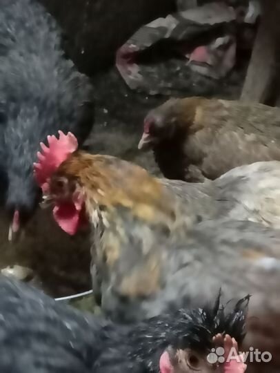 Домашняя птица петухи