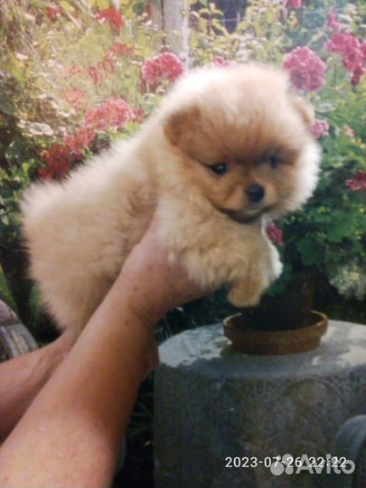 Малипуська