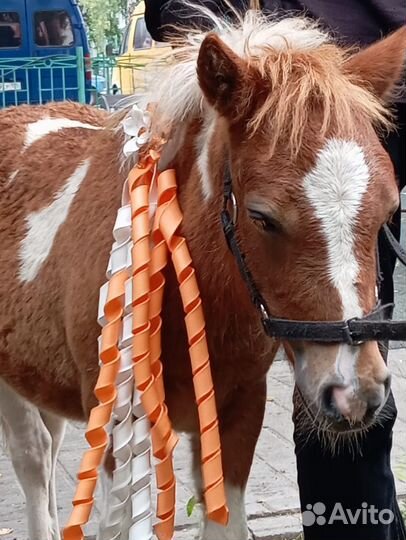 Лошадь пони