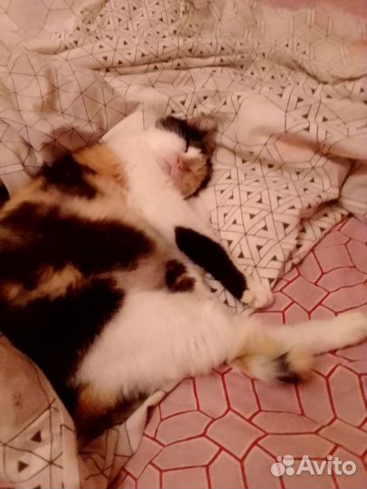 Отдам кошку (лоток и миски включены)