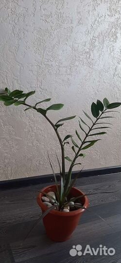 Замиокулькас