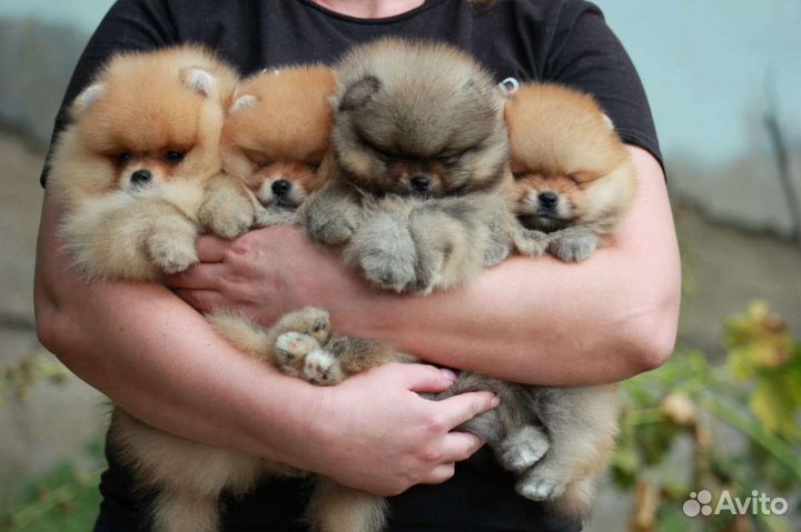 Щенки шпица
