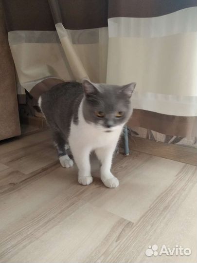 Шотландская