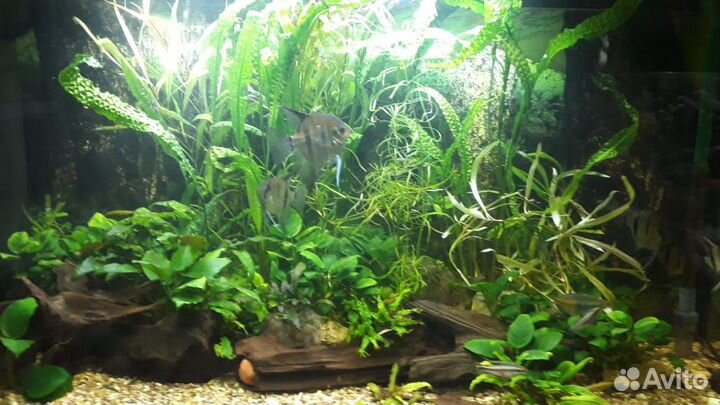 Чистка, оформление, перевозка аквариума