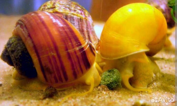 Улитки ампулярии взрослые гигантские