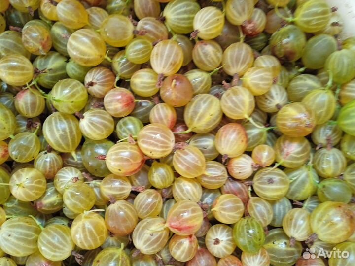 Ягода крыжовника