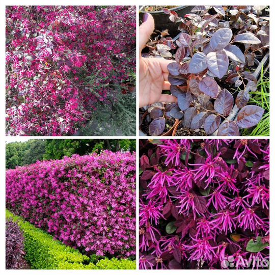 Лоропеталум, Ремнелепестник