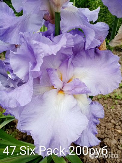 Ирисы бородатые сортовые