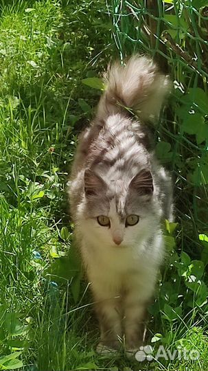 Спасите Пушу