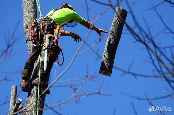 Спил деревьев Арбористика Чистка трудных участков