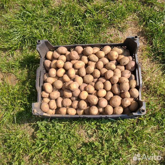 Картофель мелкий для животных