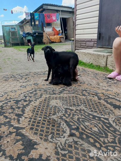 Той-терьер щенки девочка