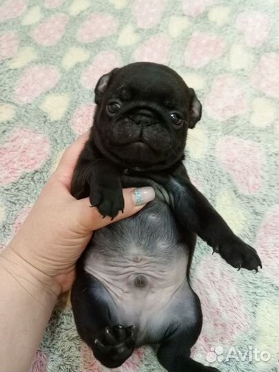 Продаются щенята мопса