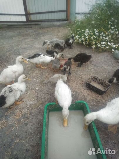 Утята петухи голошейки