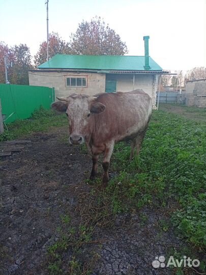 Корова на мясо