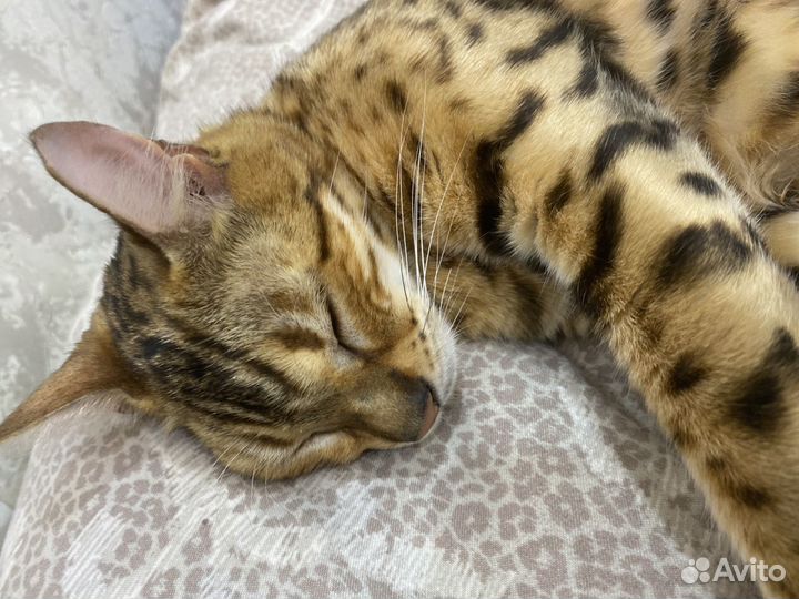 Продаю бенгальского котенка