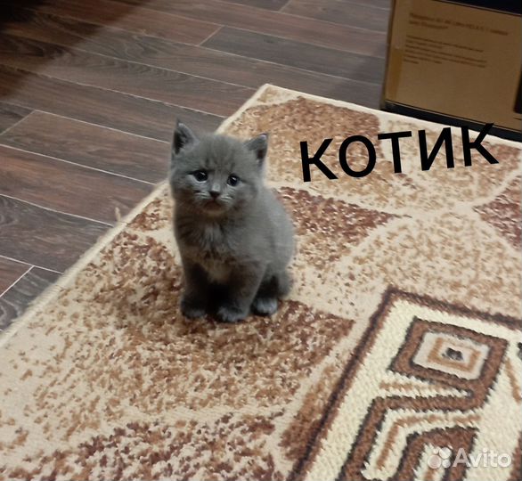 Отдам в добрые руки котят