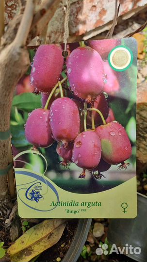 Лианы и вьющиеся