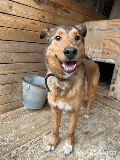 Рыжий пес из приюта в поисках дома