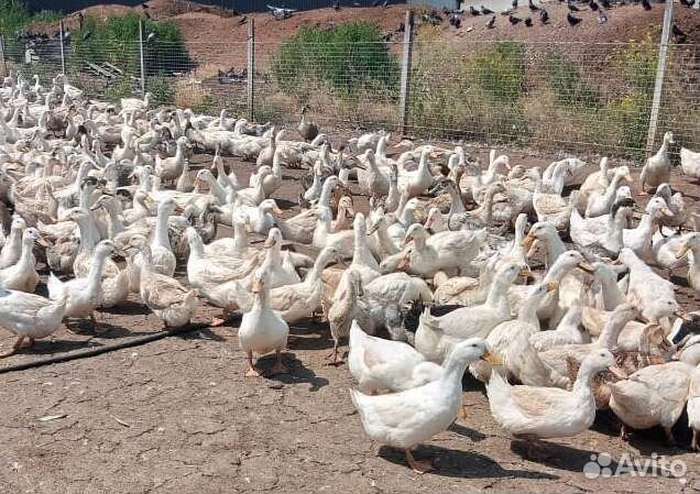 Утки старки Башкирские и Фаворит