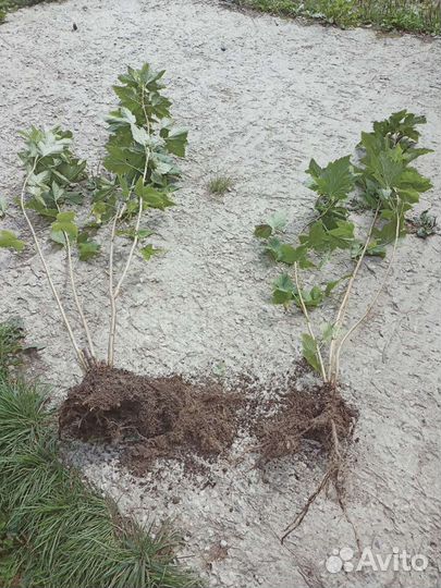 Черная и Красная смородина саженцы Ягоды