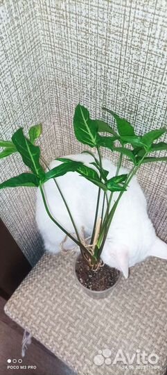 Комнатные растения