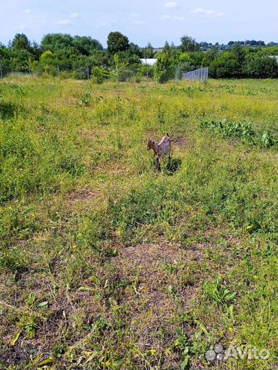 Козы гуси утки