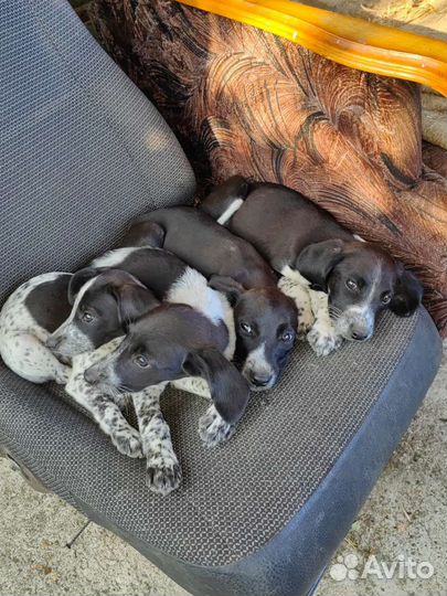 Щенки курцхаара