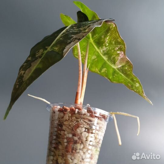 Алоказия амазоника вариегатная